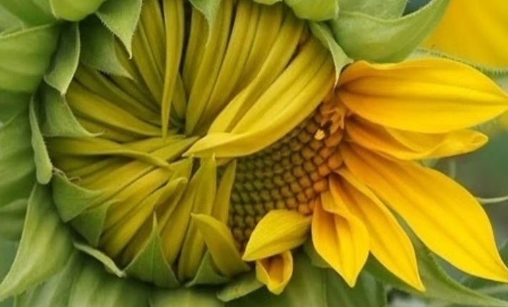 Enhancing Anal Play & Pleasure with Lube & Latex - Sh! Women's Store