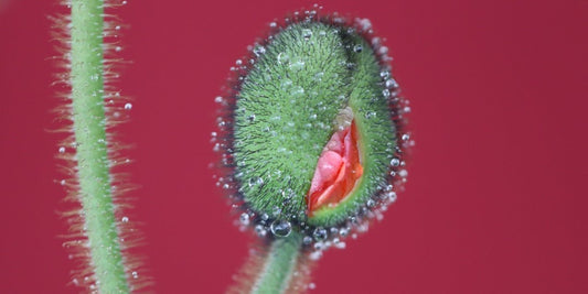 How to find and pleasure the G-Spot - Sh! Women's Store