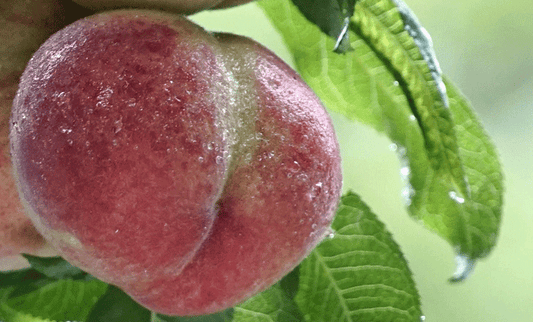 Lube for Anal Sex - Sh! Women's Store