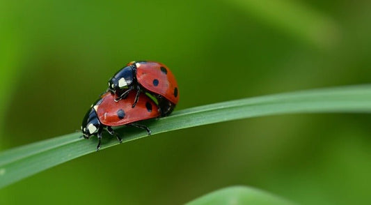 Tips for Spicing Up Sex Positions - Sh! Women's Store