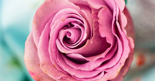 Why Vaginal Trends Can Harm Your Intimate Areas - Sh! Women's Store