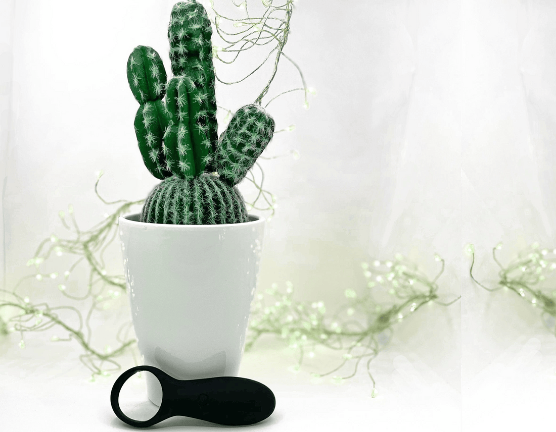 A green cactus in a white ceramic pot with a black silicone cock ring in front, set against a white draped backdrop with soft string lights.