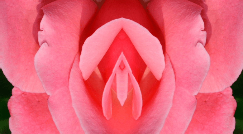 A close-up photograph of a pink rose, that looks very like a vulva